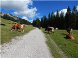 Ehrwald - Hochfeldern Alm